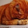 Kitty